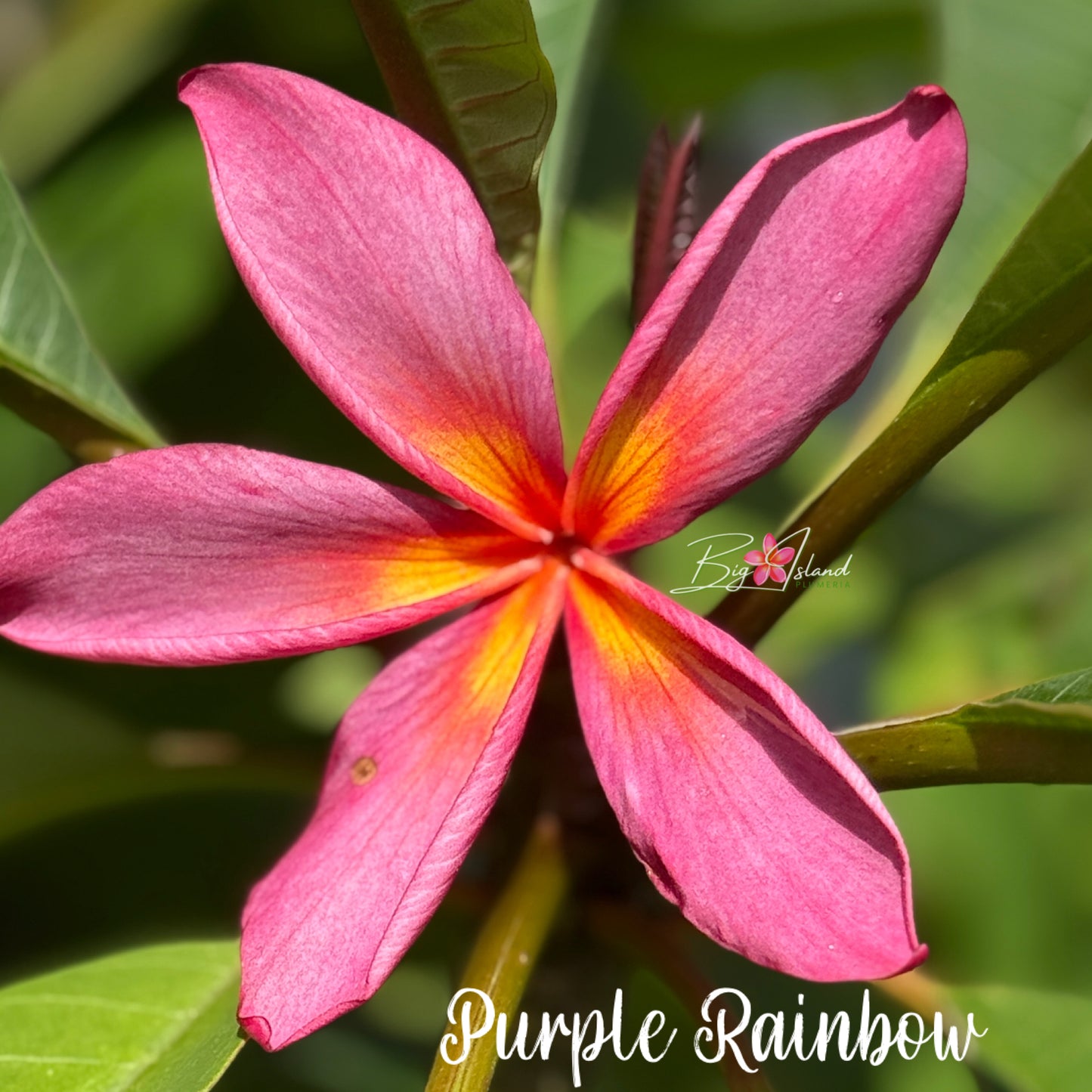 Purple Rainbow Plumeria rooted cutting