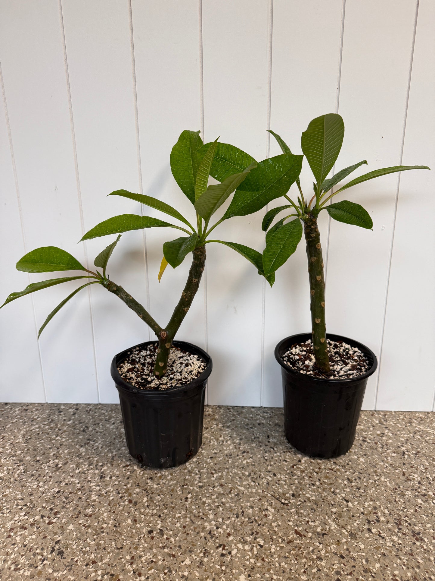 Purple Rainbow Plumeria rooted cutting