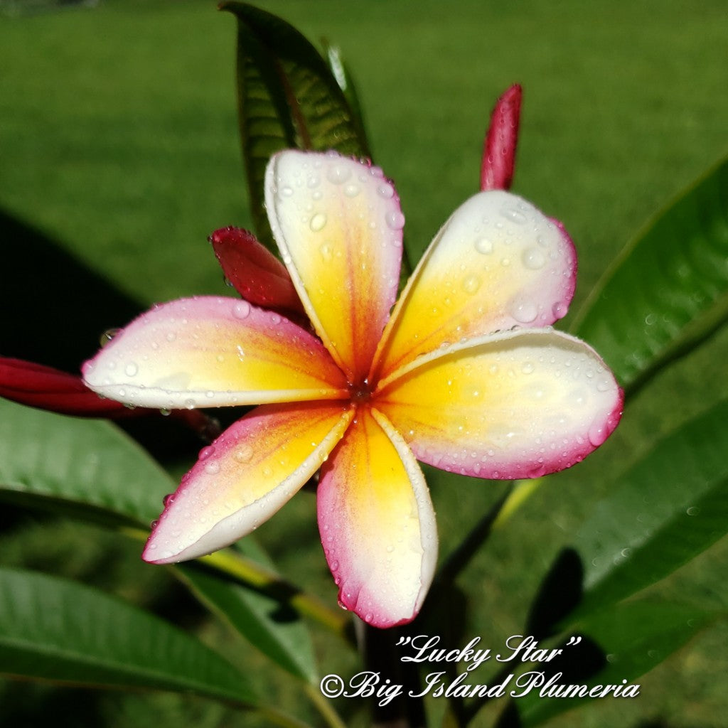 Lucky Star Plumeria rooted cutting