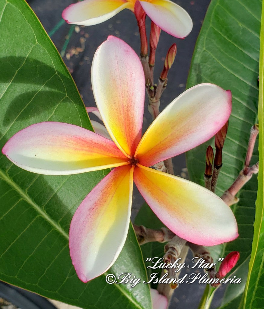 Lucky Star Plumeria rooted cutting