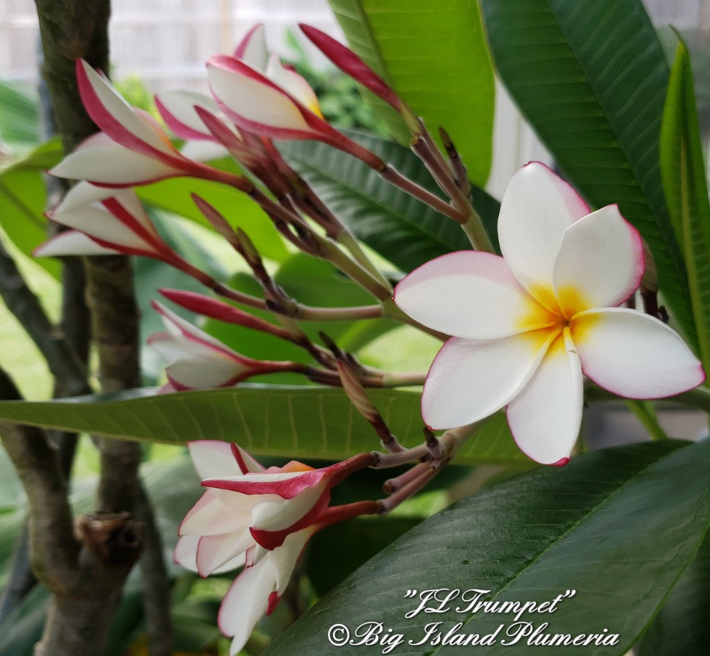 JL Trumpet Plumeria - Local