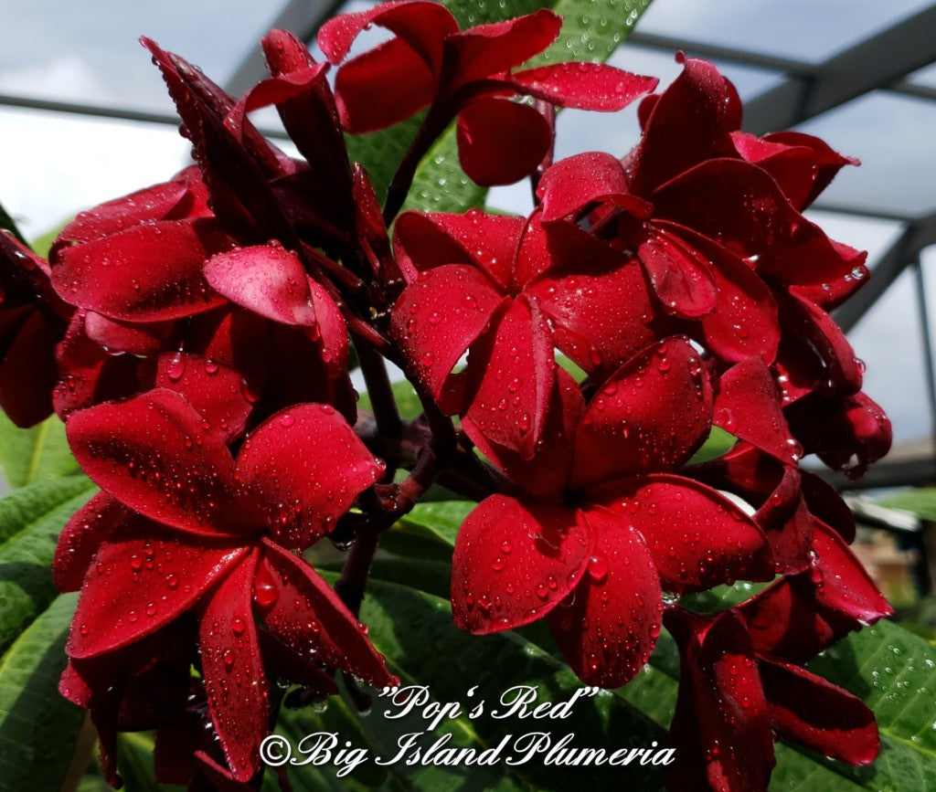 Pop's Red Plumeria Rooted cutting