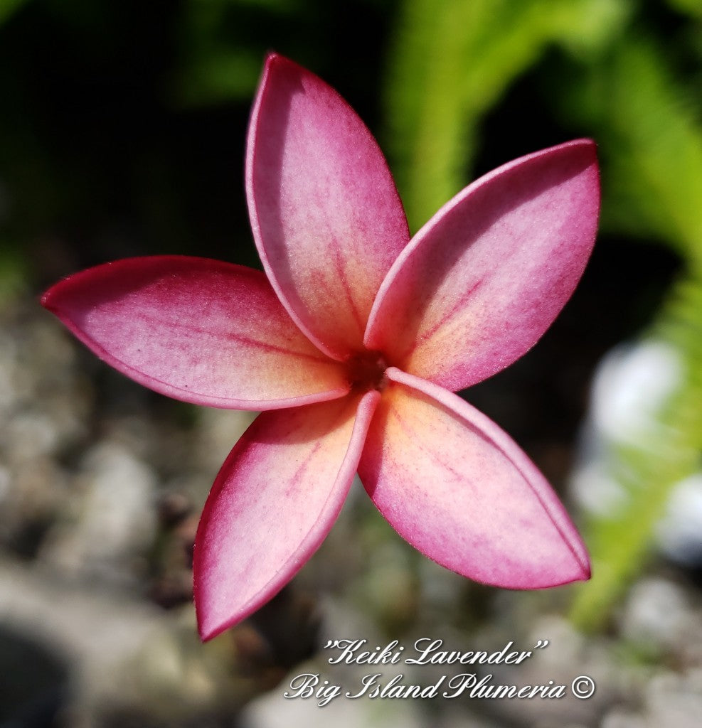 Keiki Lavender Plumeria rooted cutting