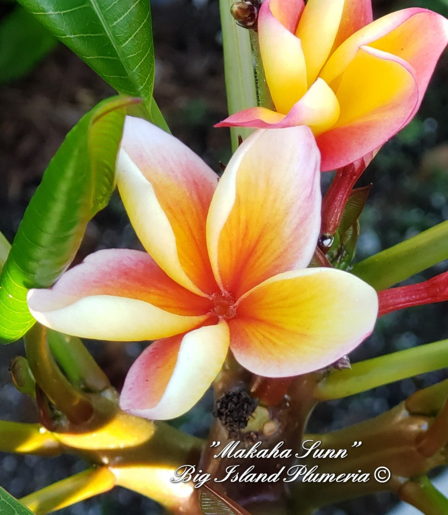 Makaha Sunn Plumeria Rooted cutting