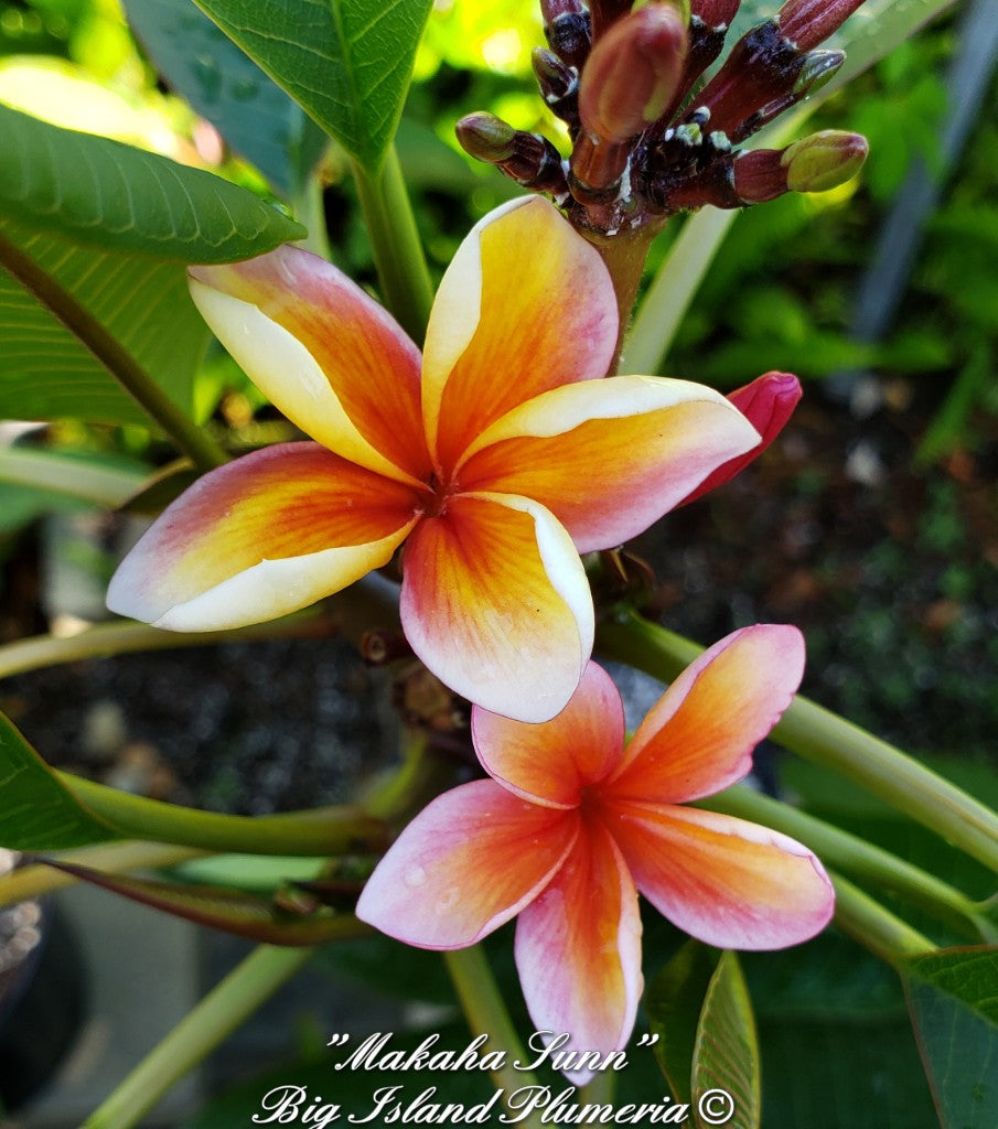 Makaha Sunn Plumeria Rooted cutting