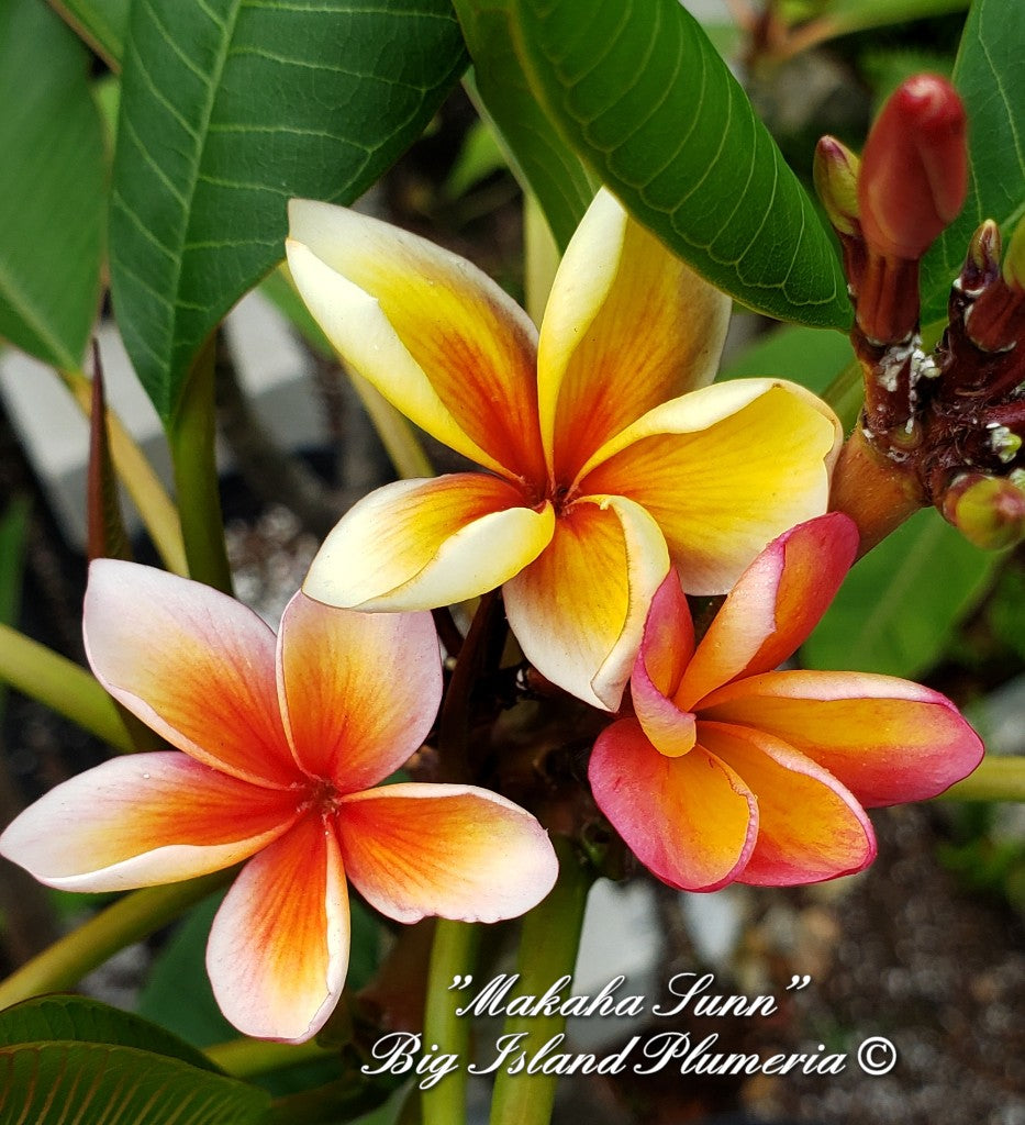 Makaha Sunn Plumeria Rooted cutting