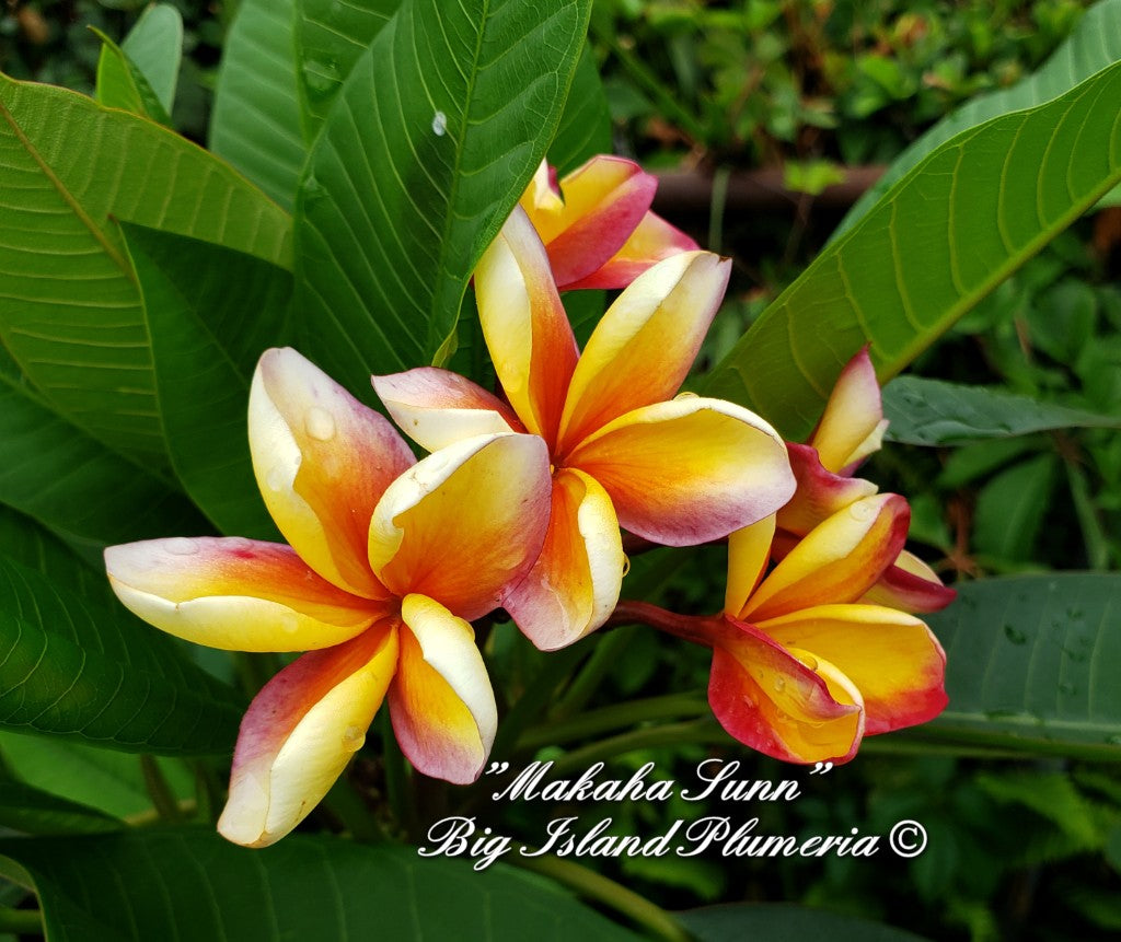 Makaha Sunn Plumeria Rooted cutting