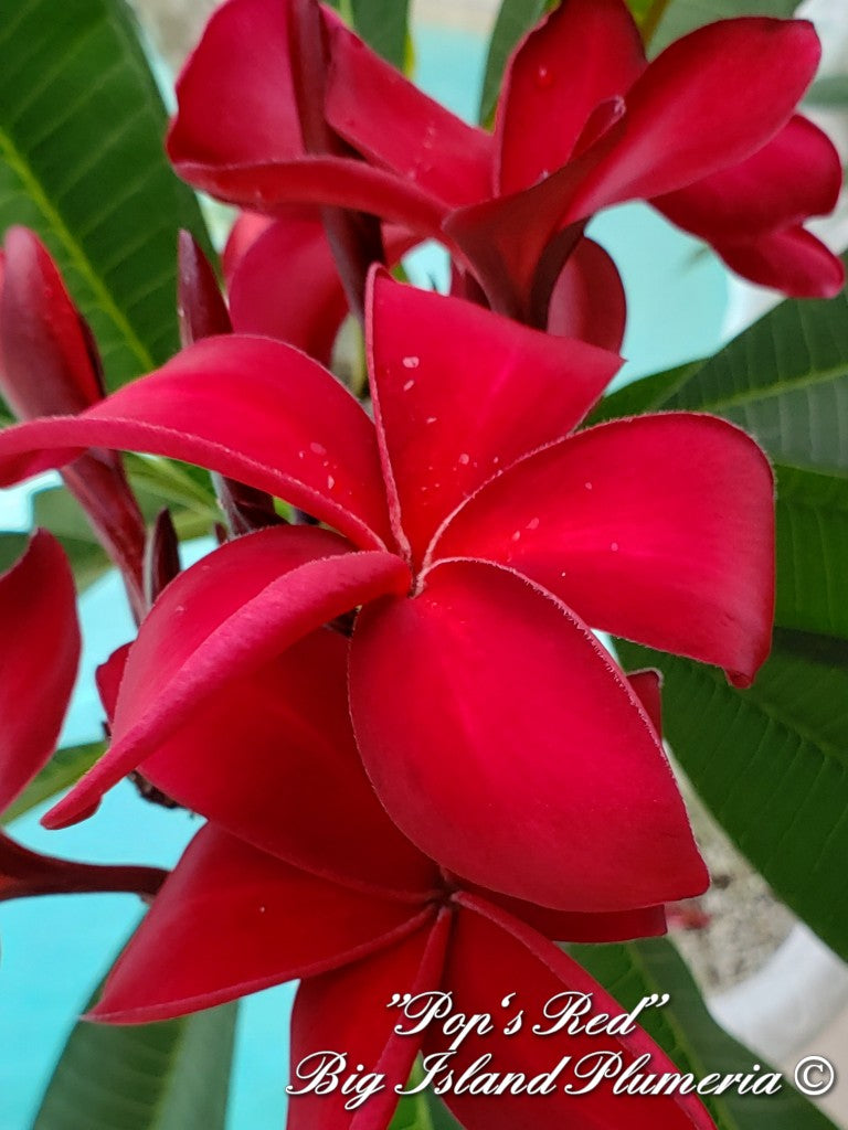 Pop's Red Plumeria Rooted cutting