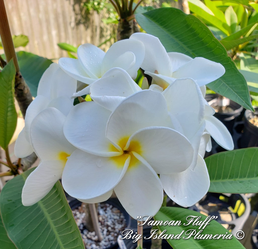 Samoan Fluff Plumeria rooted cutting