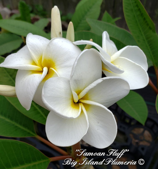 Samoan Fluff Plumeria rooted cutting