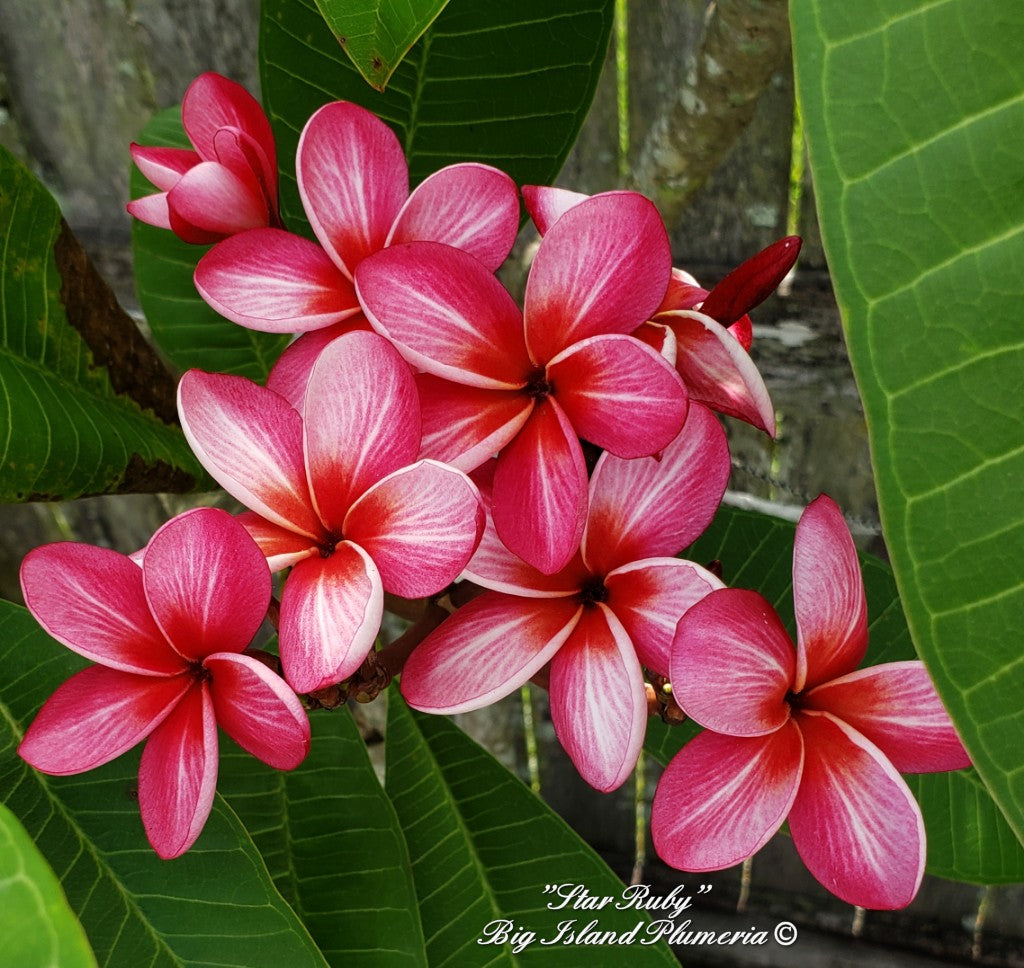 Star Ruby Plumeria rooted cutting (LOCAL)