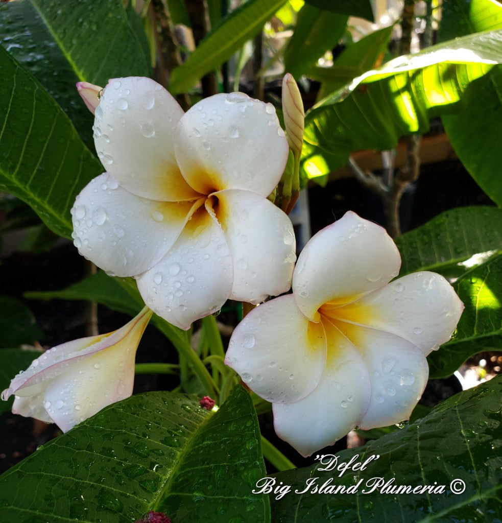 Defel Plumeria