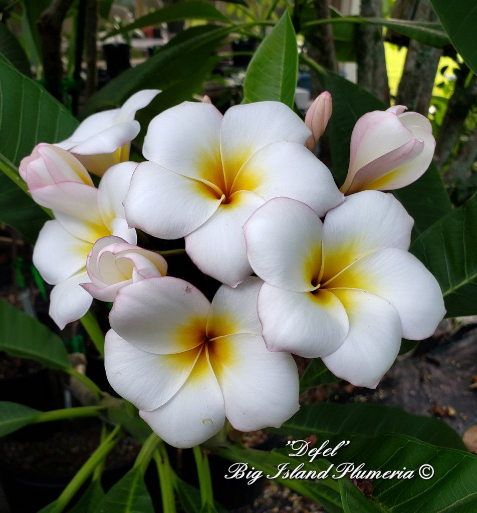 Defel Plumeria