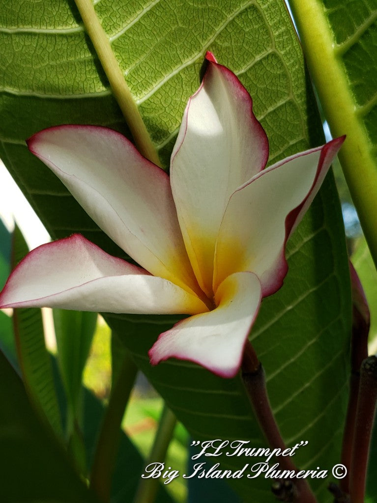 JL Trumpet Plumeria - Local