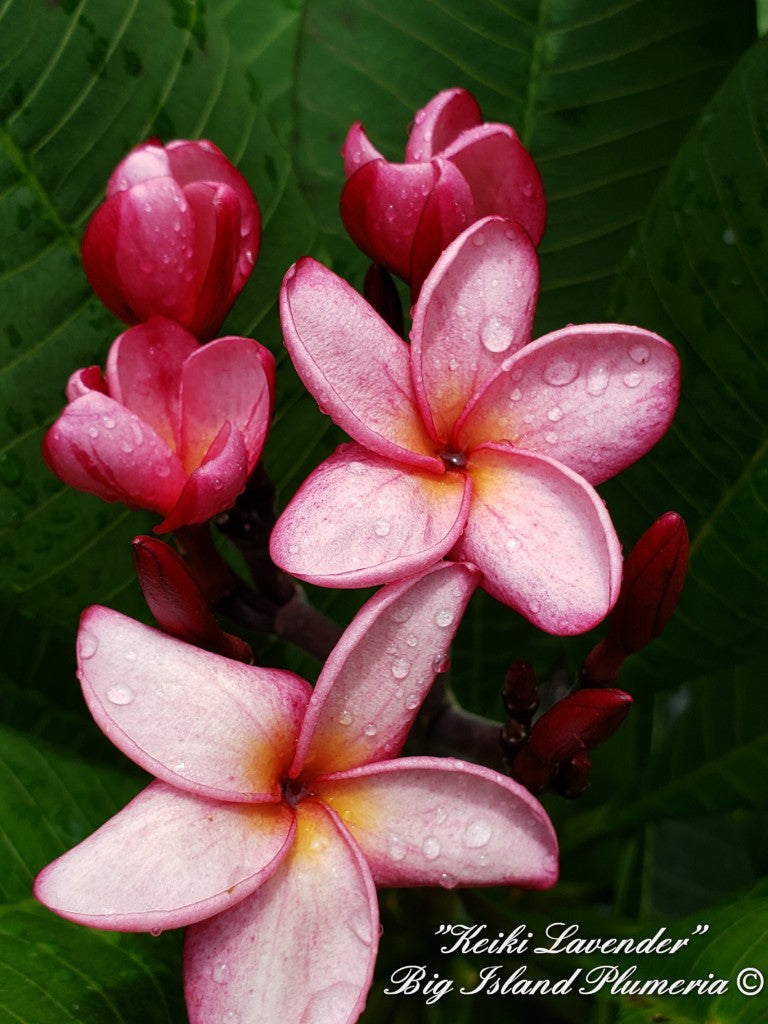 Keiki Lavender Plumeria rooted cutting