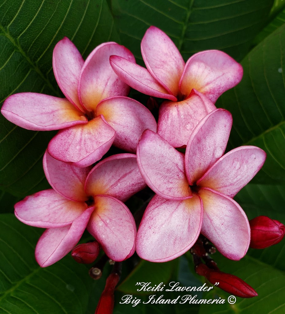 Keiki Lavender Plumeria rooted cutting