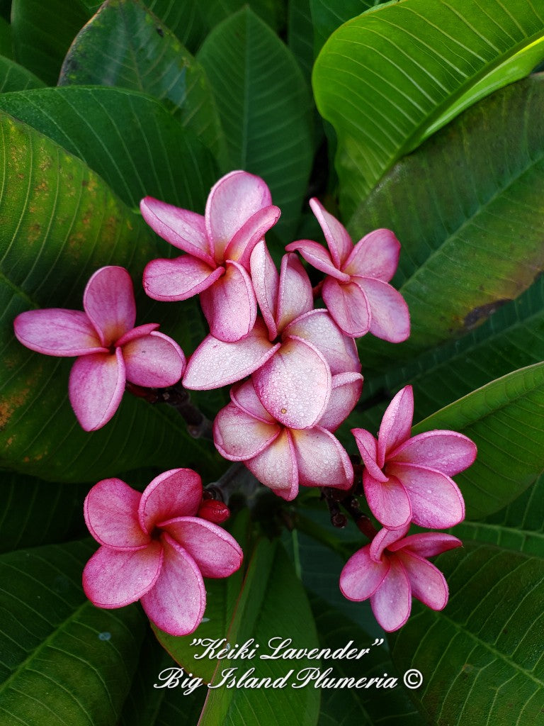 Keiki Lavender Plumeria rooted cutting