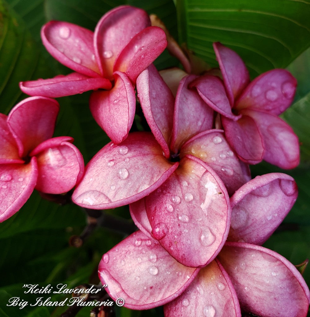 Keiki Lavender Plumeria rooted cutting