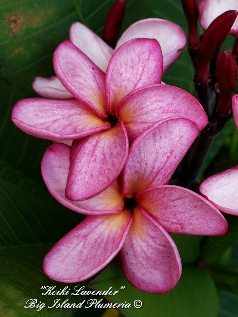 Keiki Lavender Plumeria rooted cutting