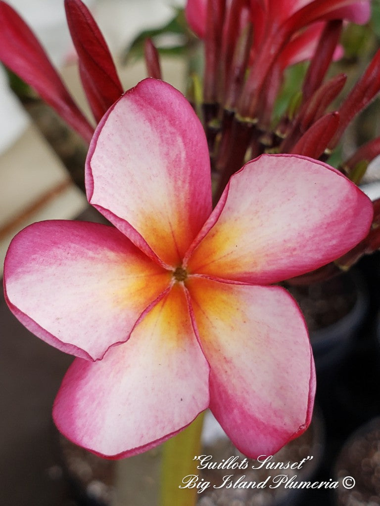 Gulliot Sunset Plumeria