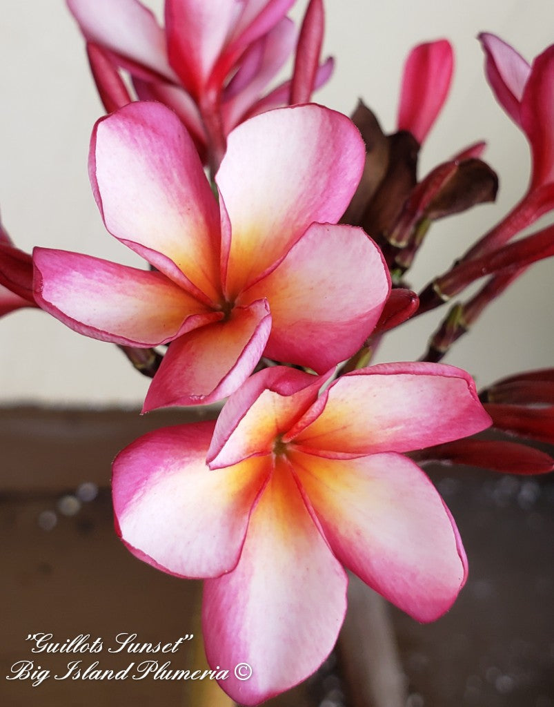 Gulliot Sunset Plumeria