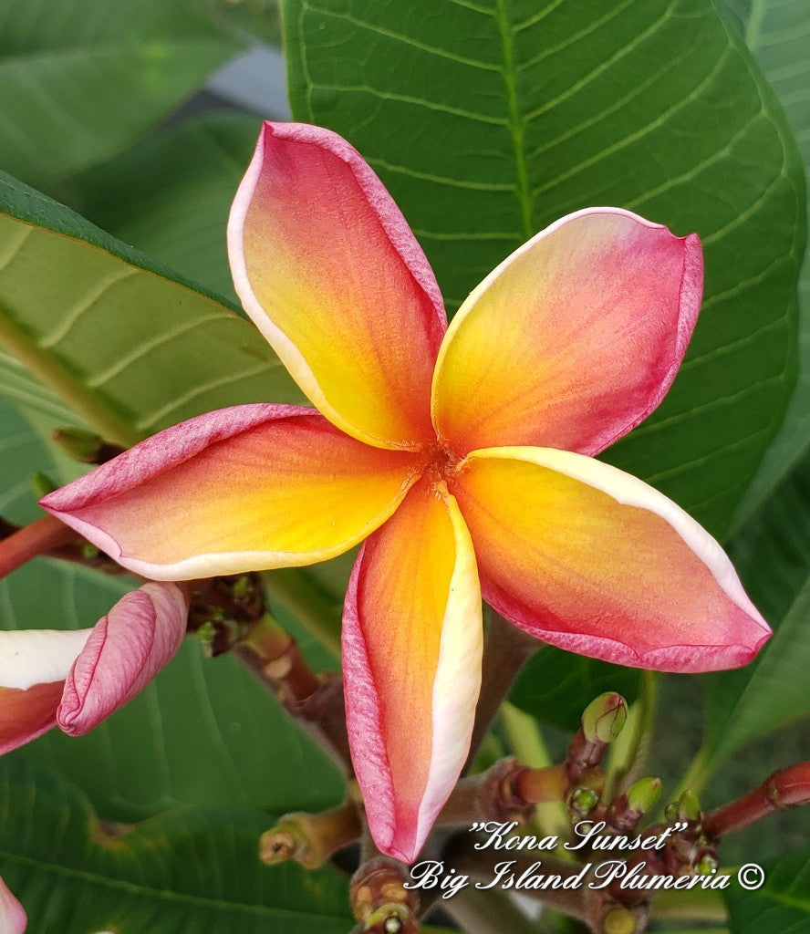 Kona Sunset Plumeria rooted cutting