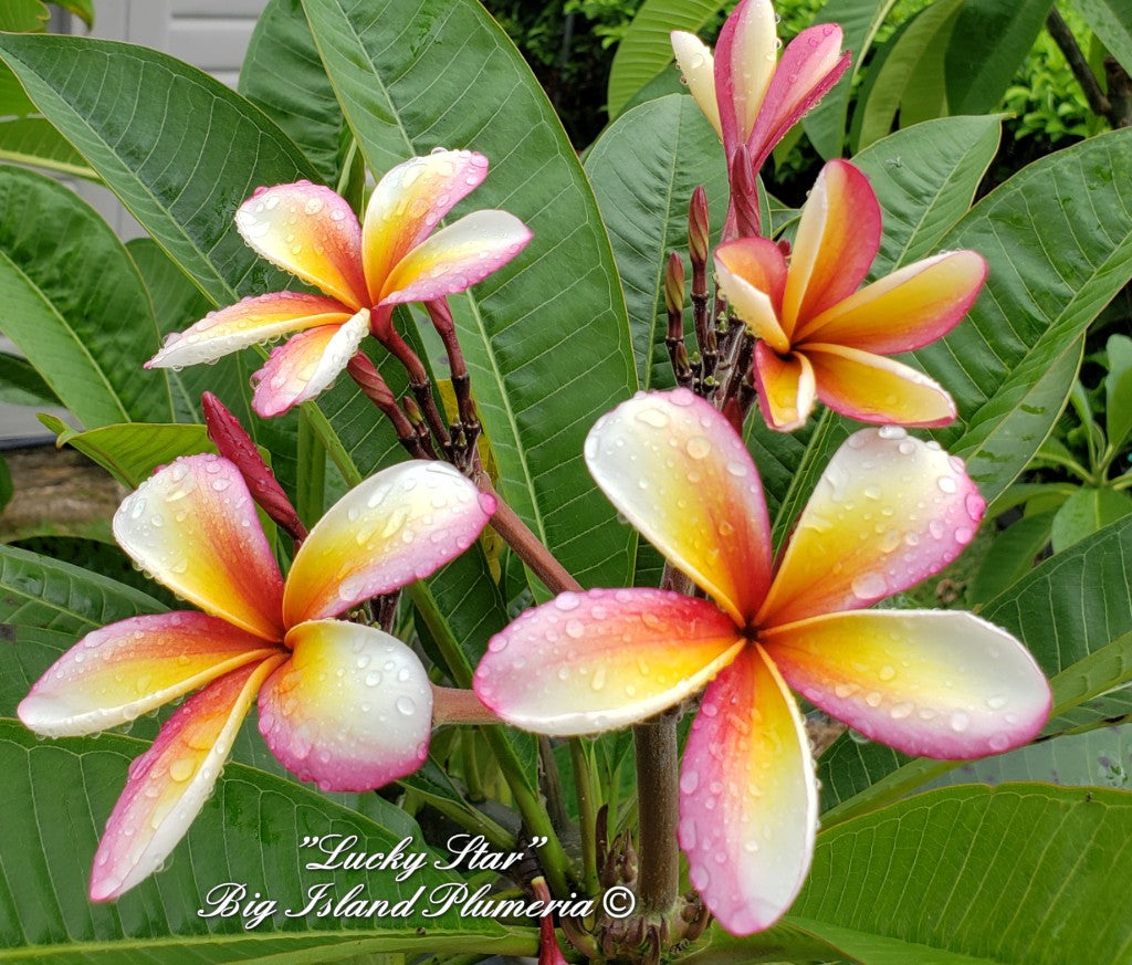 Lucky Star Plumeria rooted cutting