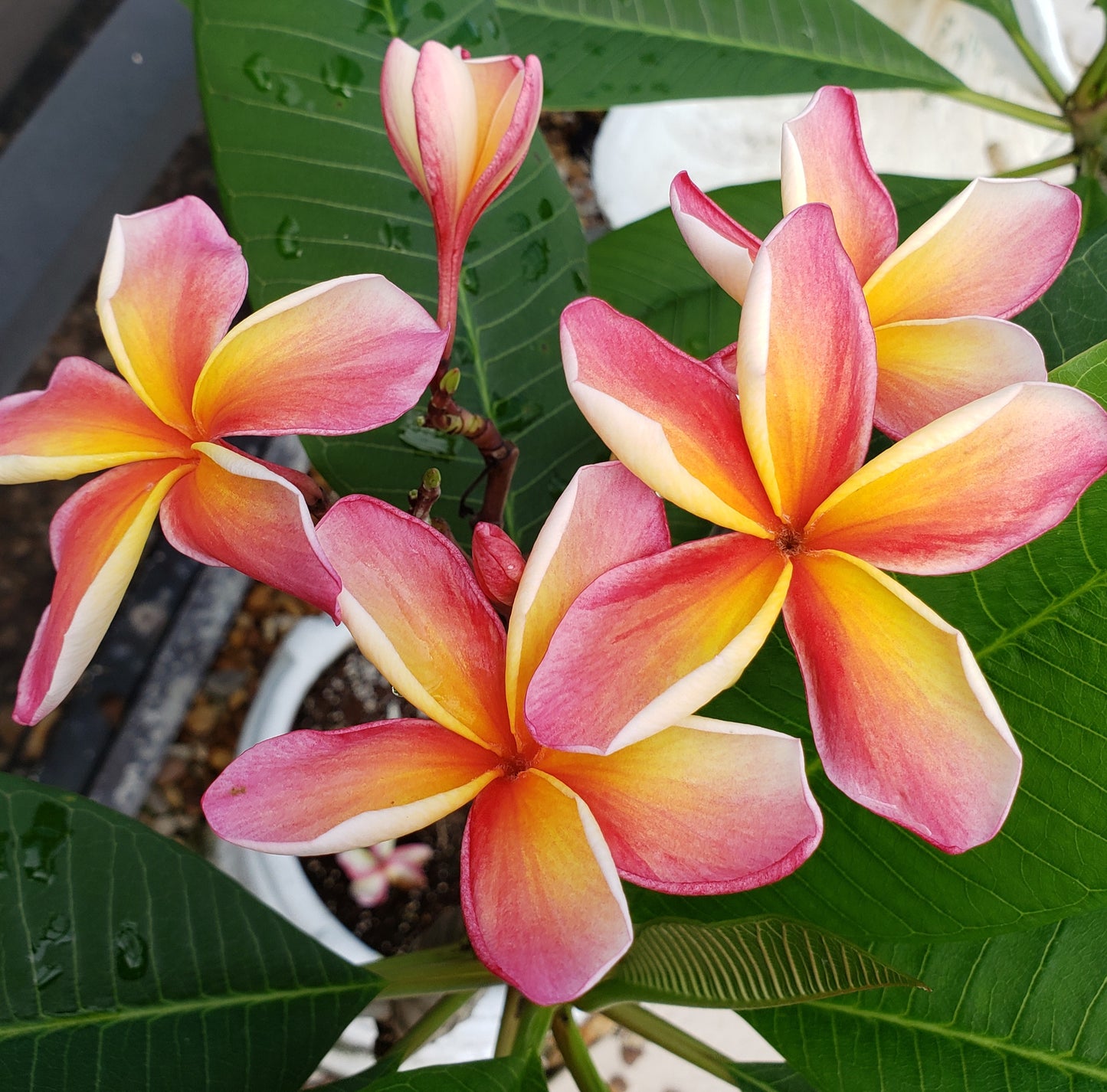 Kona Sunset Plumeria rooted cutting