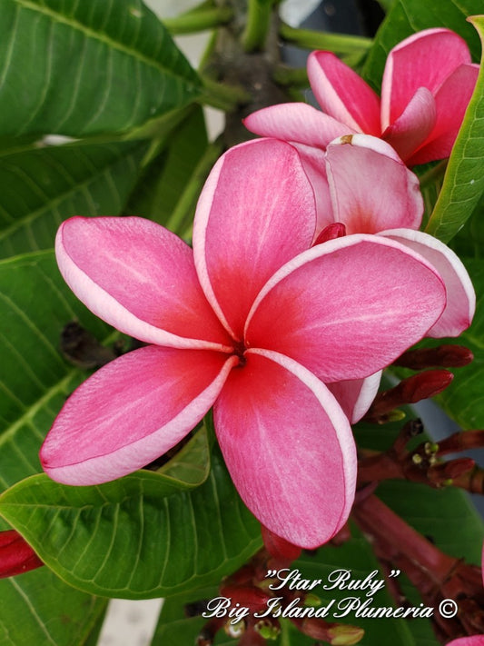 Star Ruby Plumeria rooted cutting (LOCAL)