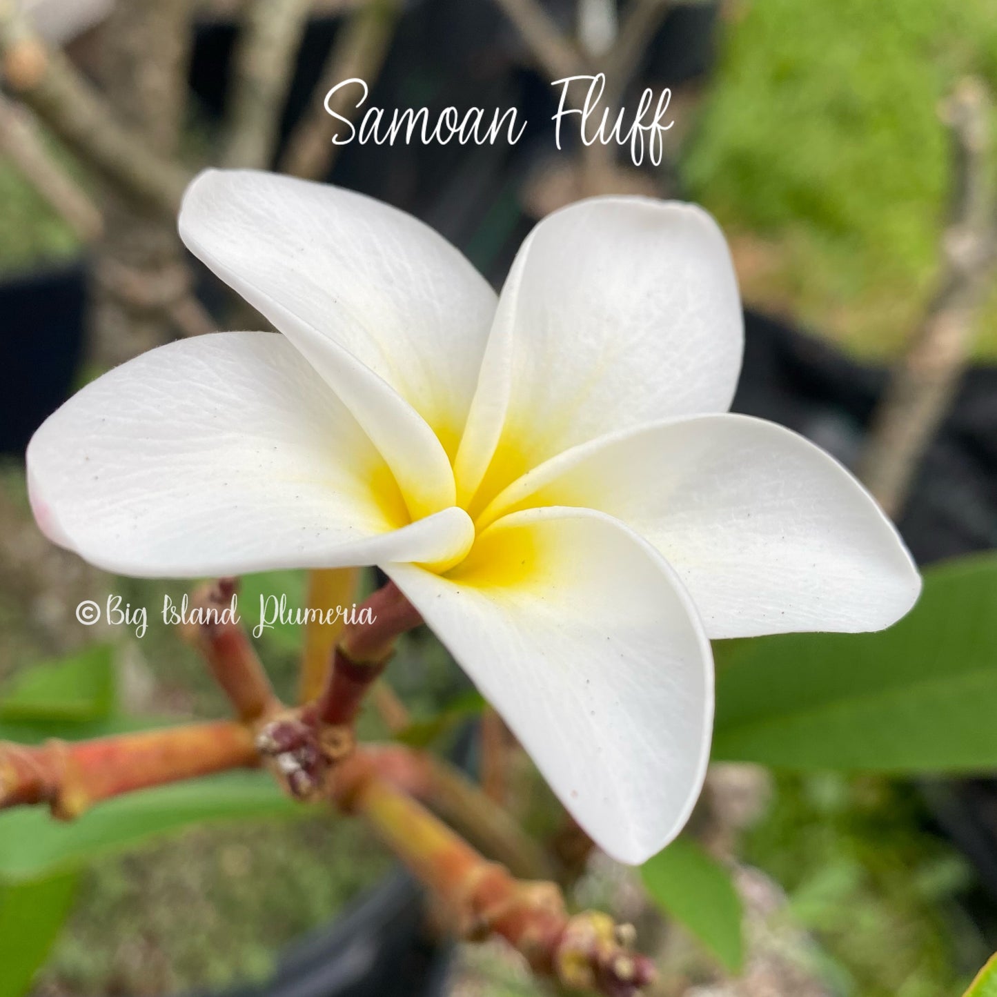 Samoan Fluff Plumeria rooted cutting