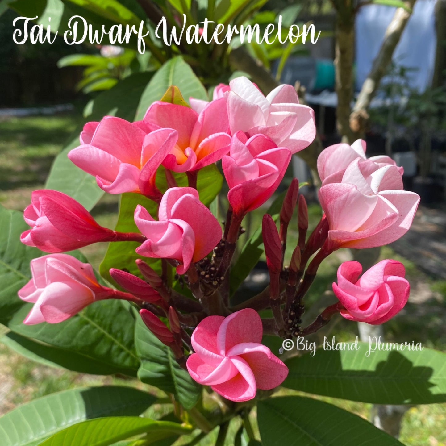 Dwarf Watermelon Plumeria