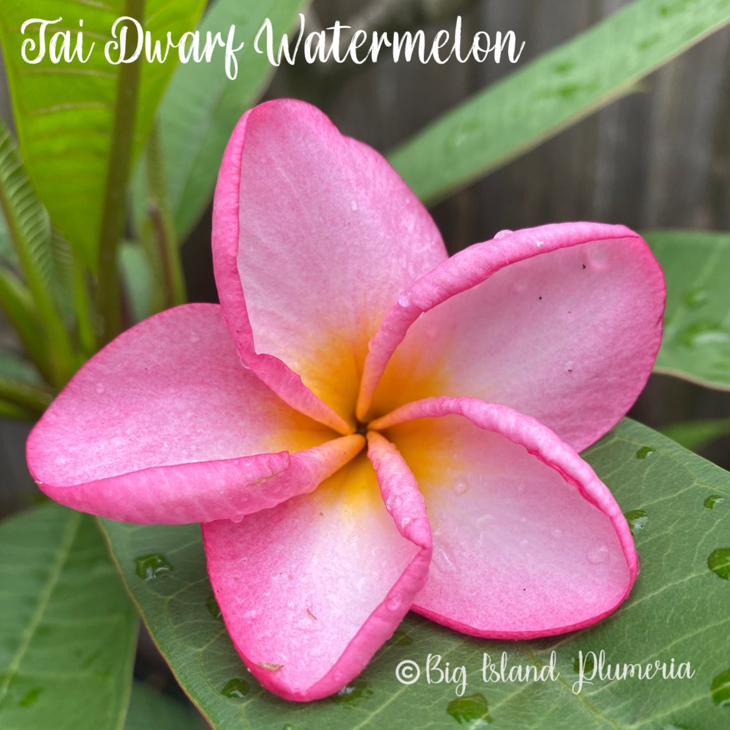 Dwarf Watermelon Plumeria