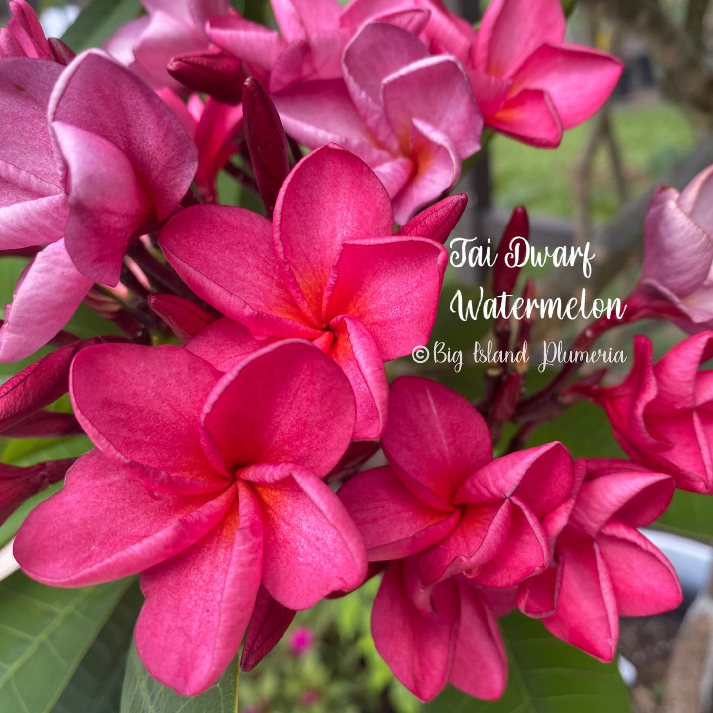 Dwarf Watermelon Plumeria