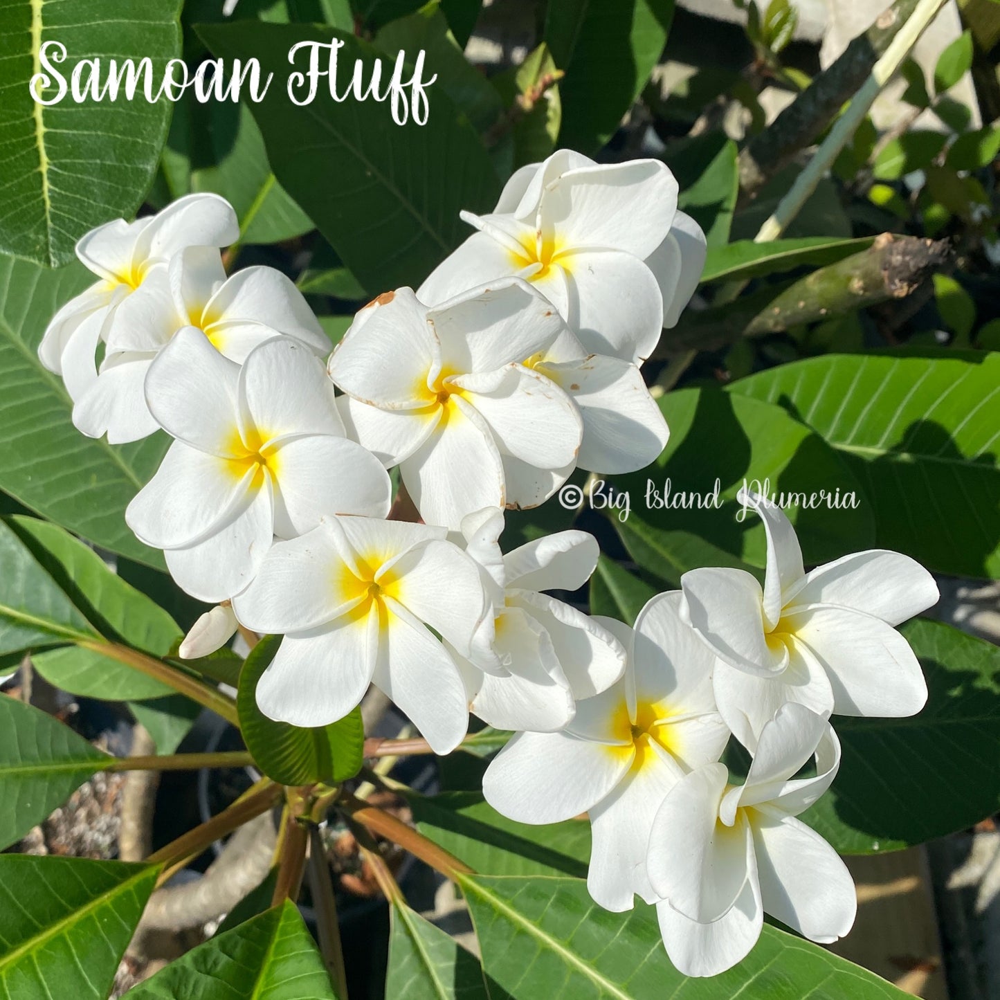 Samoan Fluff Plumeria rooted cutting