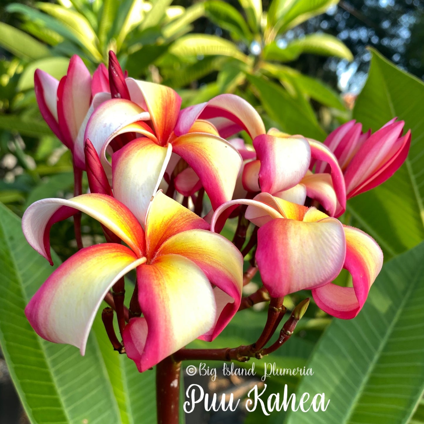 Puu Kahea Plumeria