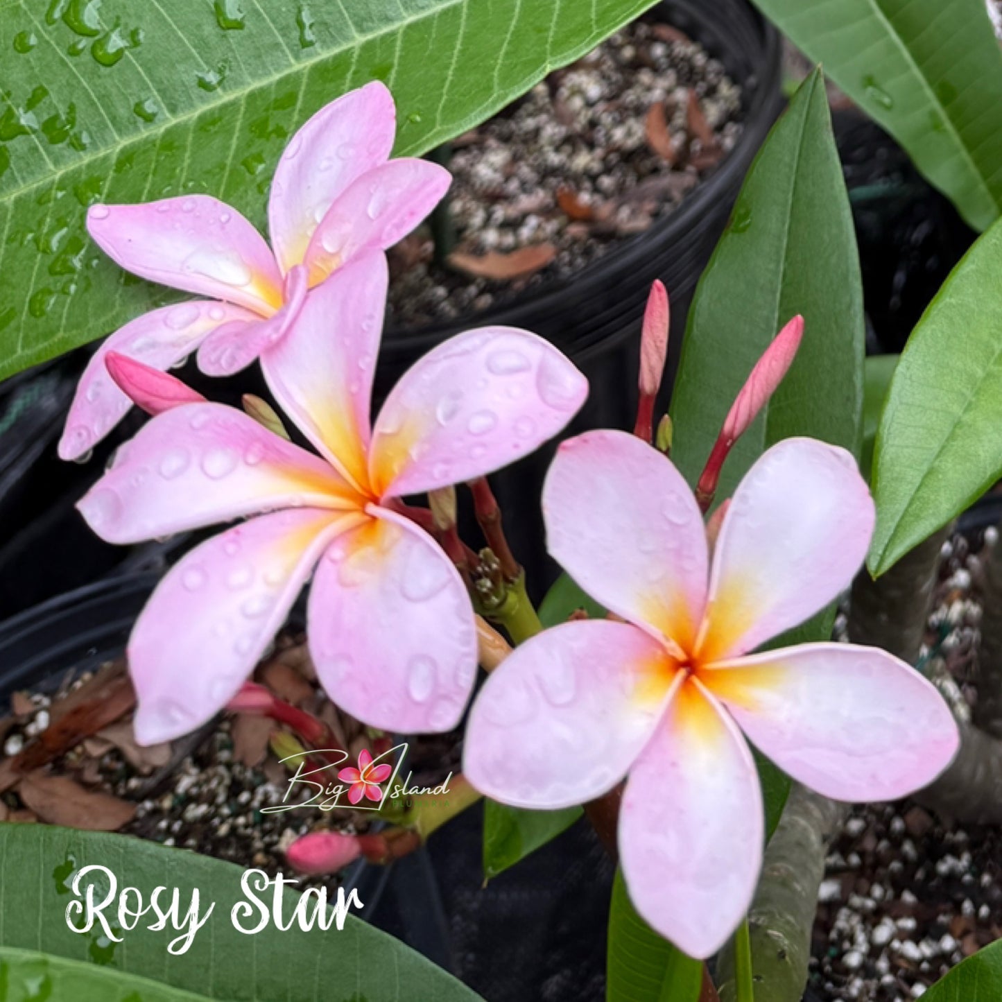 Rosy Star Plumeria Rooted cutting (LOCAL)