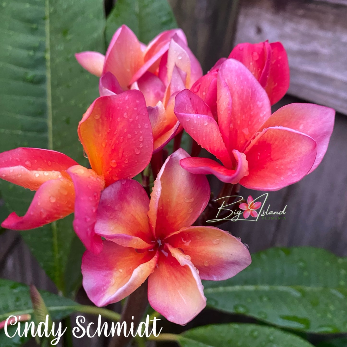 Cindy Schmidt Rooted cutting