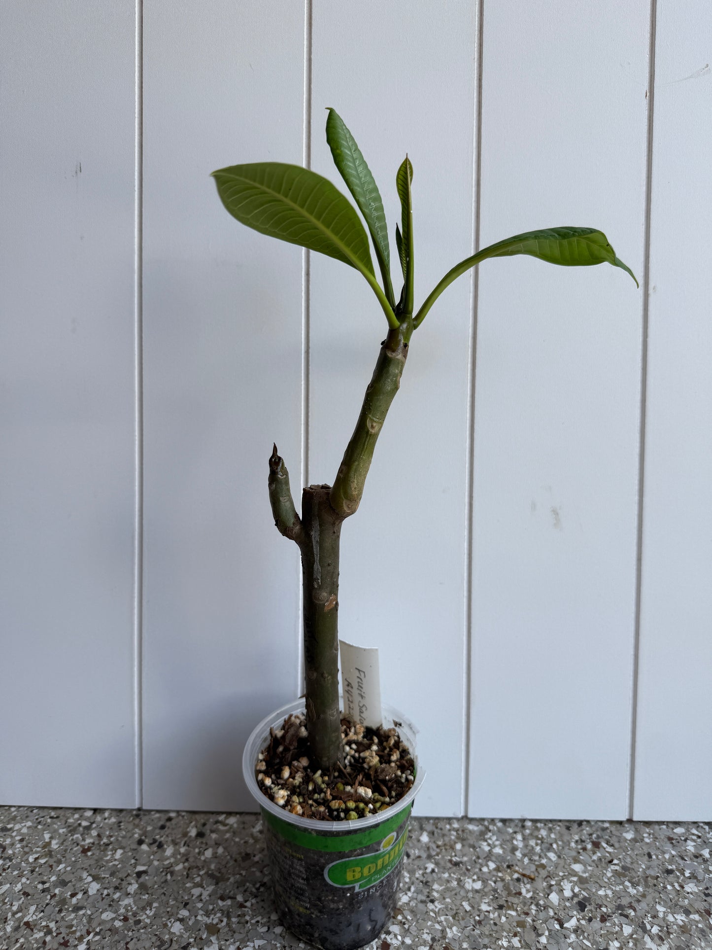 Fruit Salad Plumeria Rooted cutting