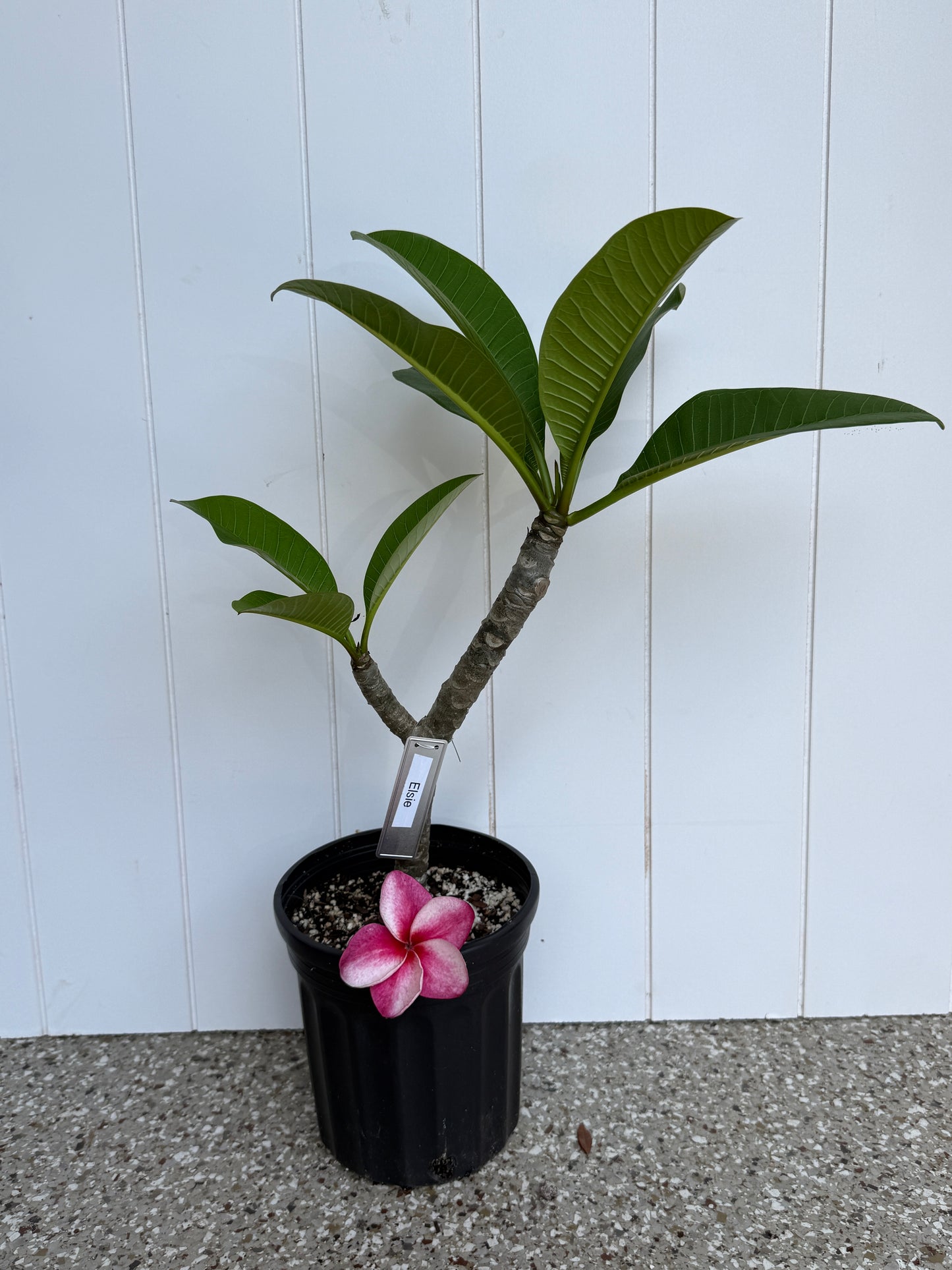 JJ Elsie Plumeria Rooted cutting