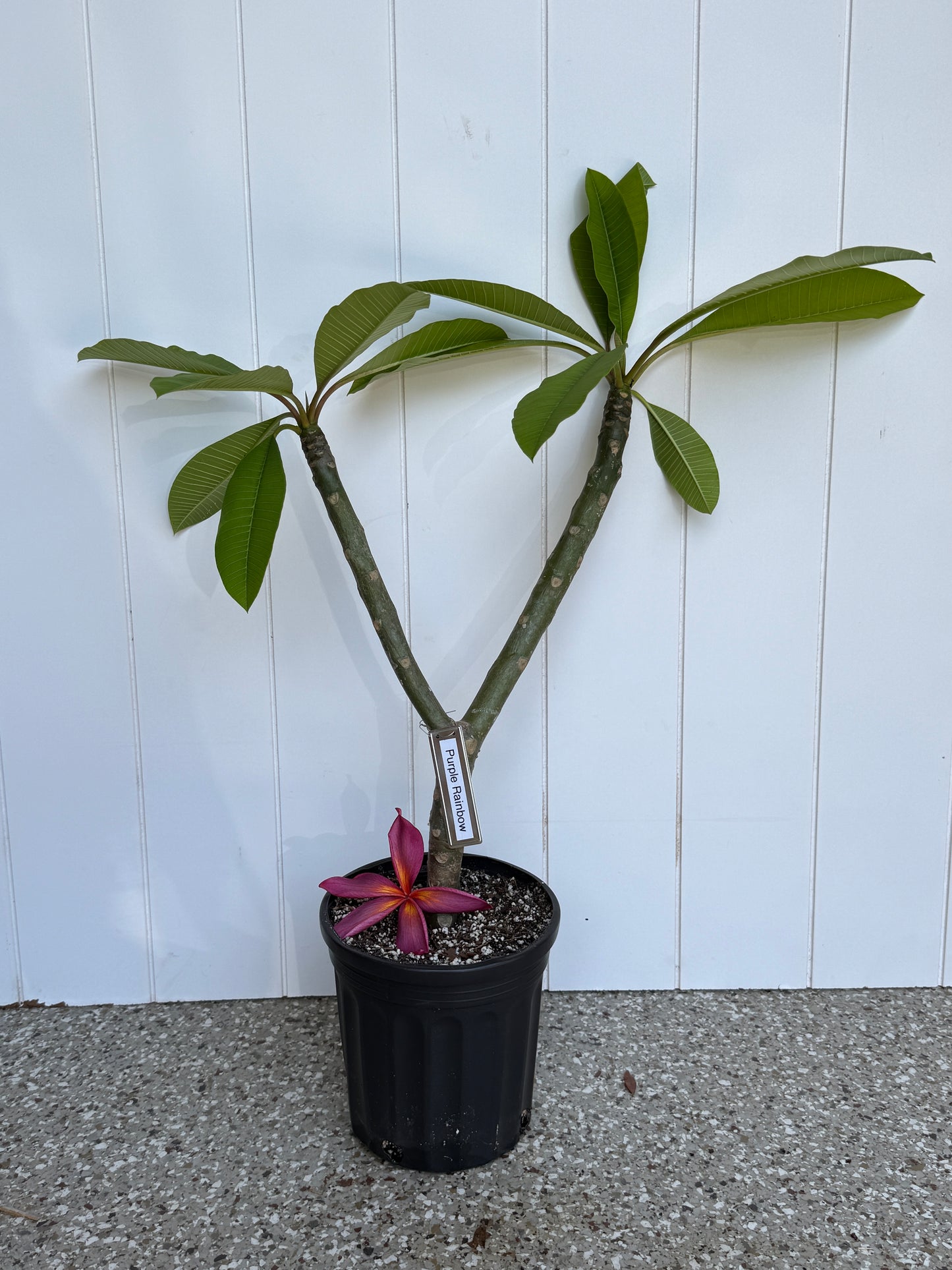 Purple Rainbow Plumeria rooted cutting