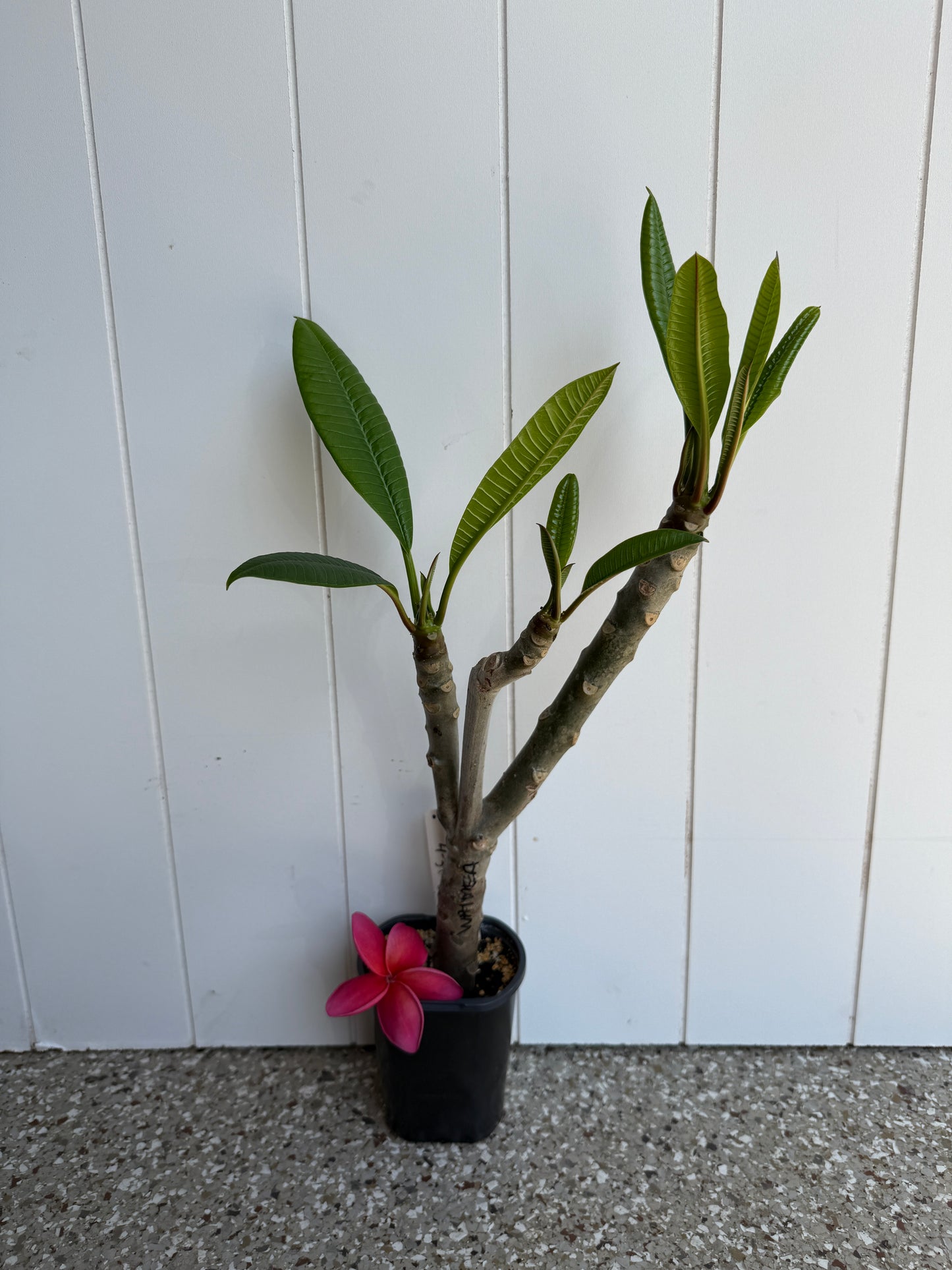 Waimea Plumeria Rooted cutting