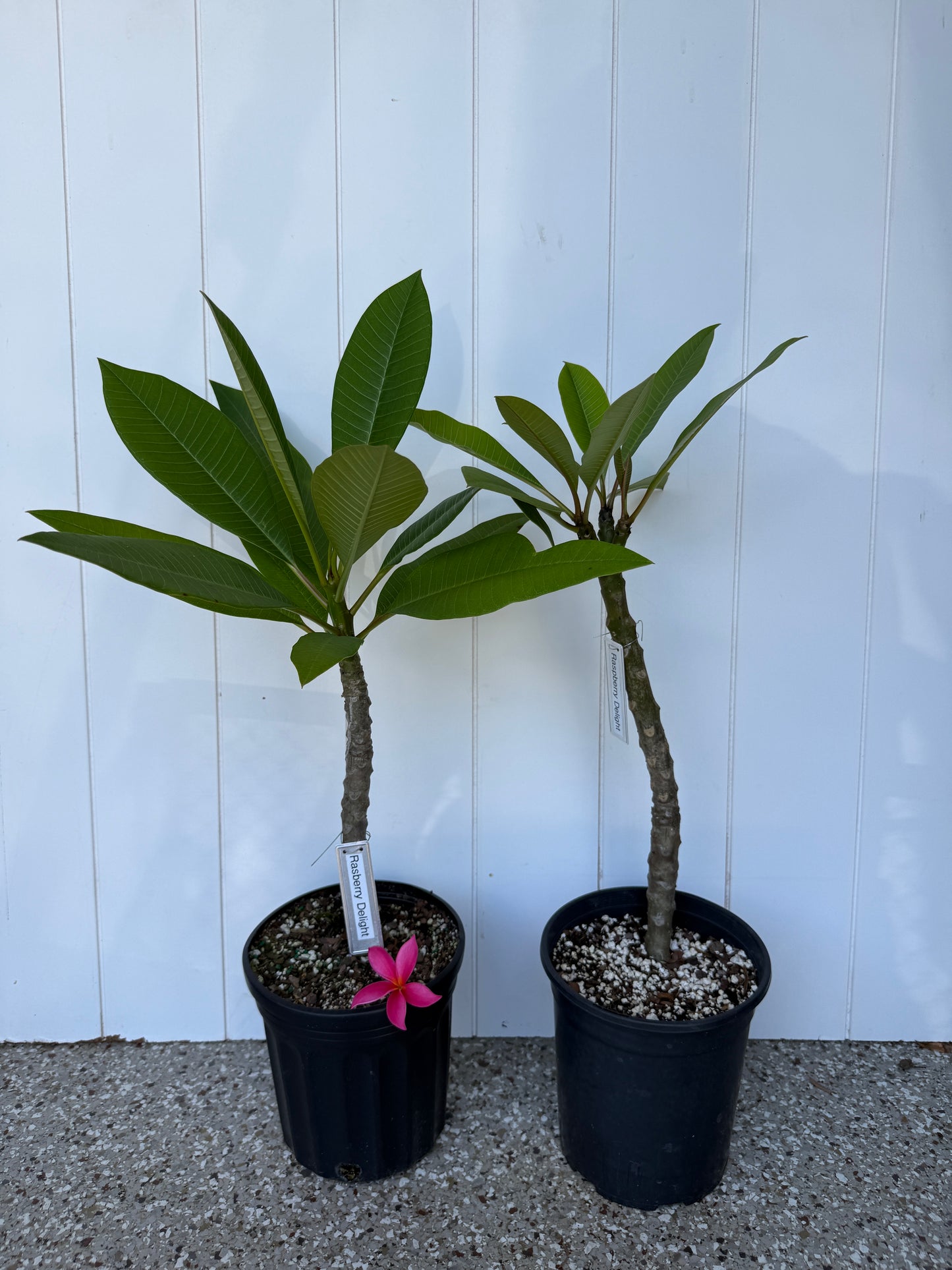 Raspberry Delight Plumeria rooted cutting
