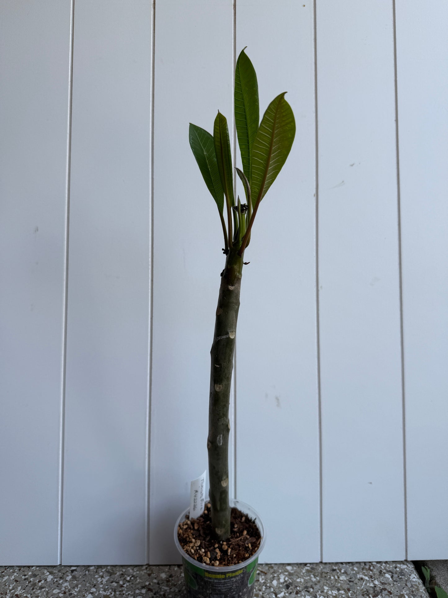 Toba's Fire Plumeria Rooted cutting