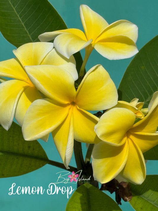 Lemon Drop Plumeria Rooted Cutting