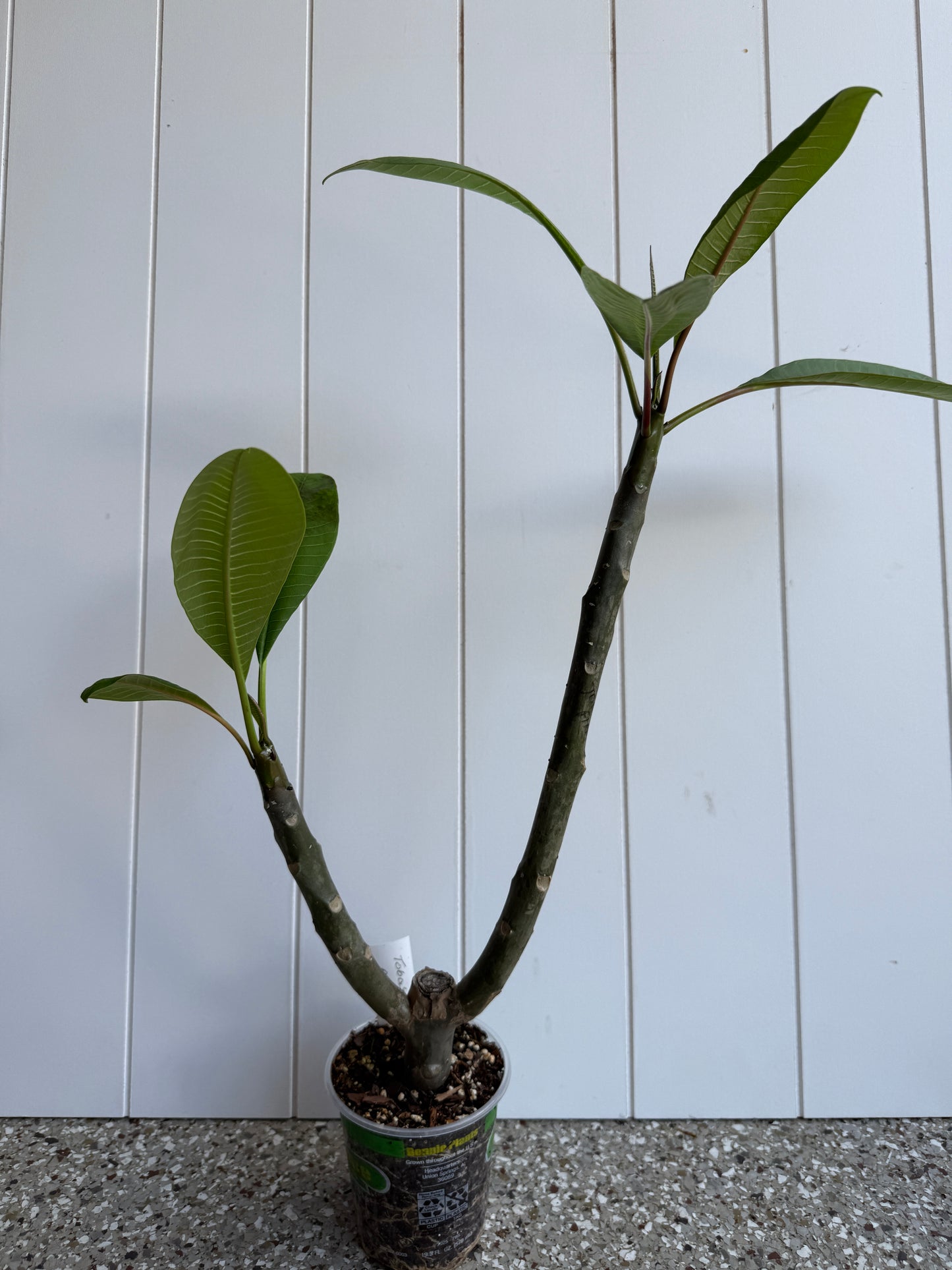 Toba's Fire Plumeria Rooted cutting (LOCAL)