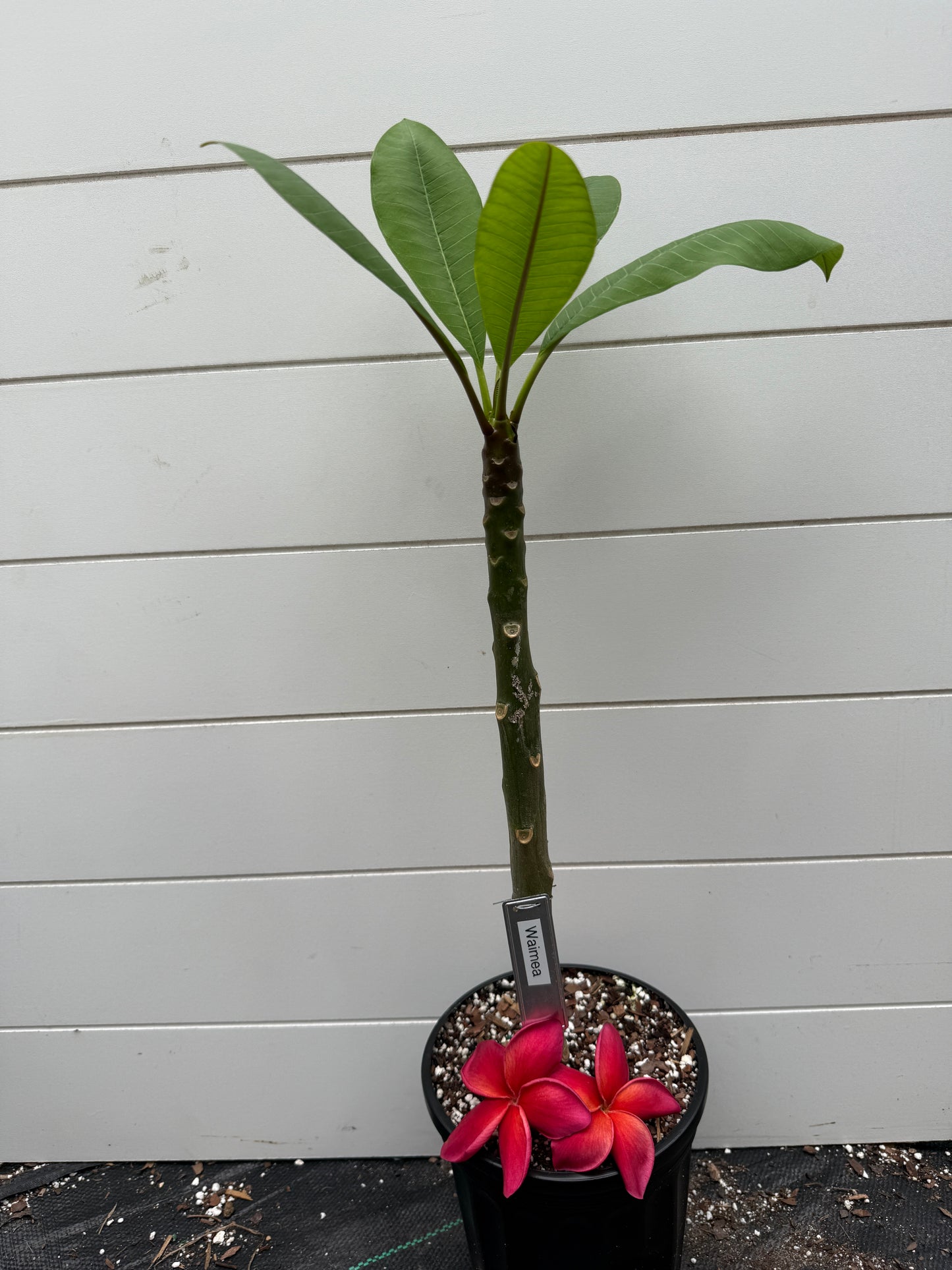 Waimea Plumeria Rooted cutting