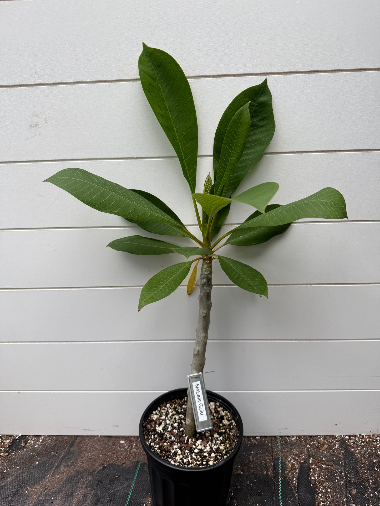 Nebels Gold Plumeria rooted cutting