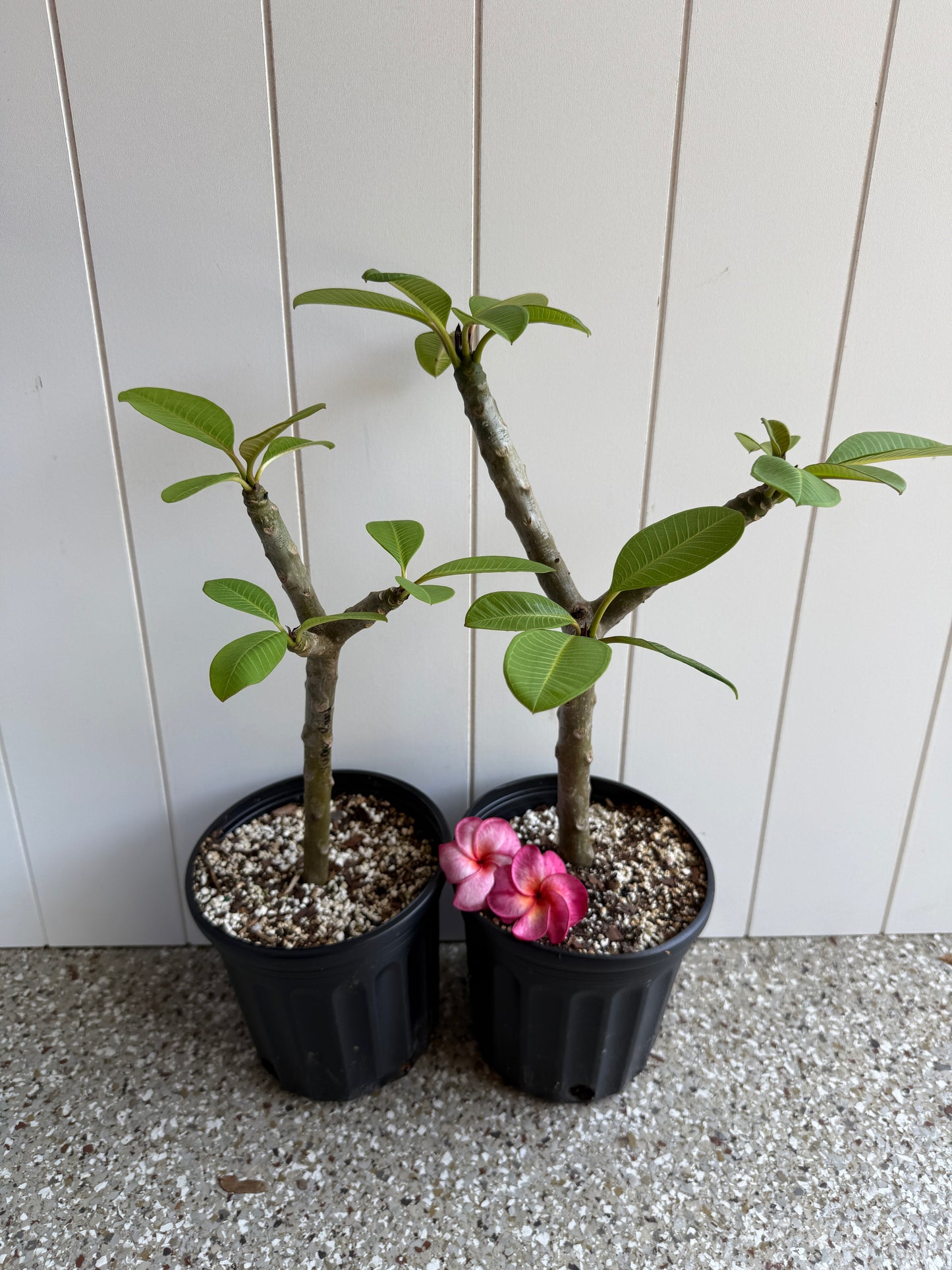 JJ Super Round Plumeria Rooted cutting