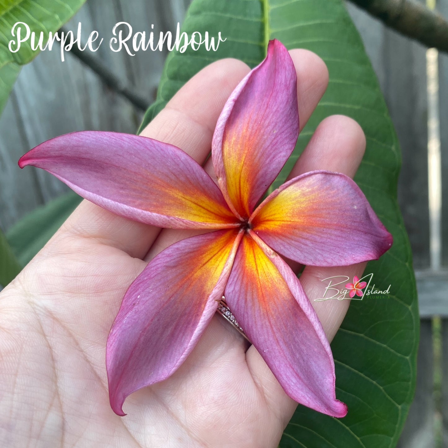 Purple Rainbow Plumeria rooted cutting