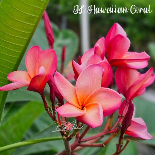 JL Hawaiian Coral rooted cutting